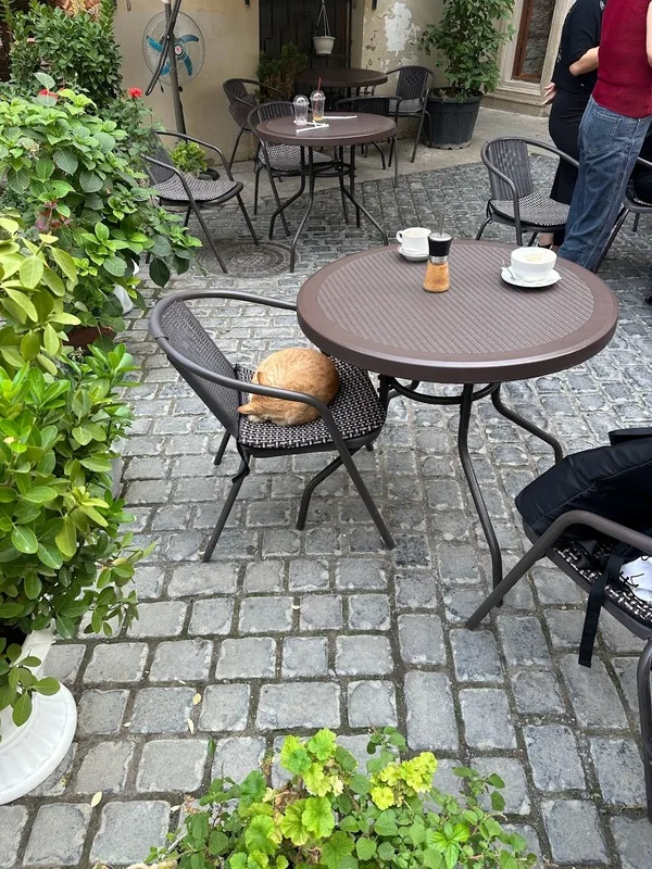 Cat