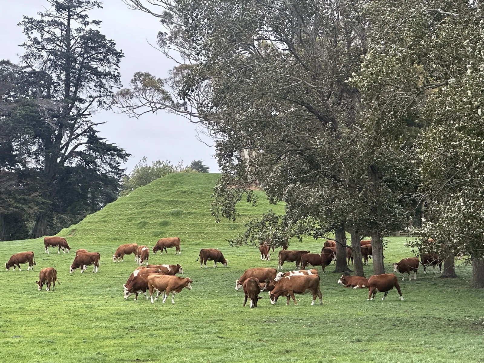 Cow