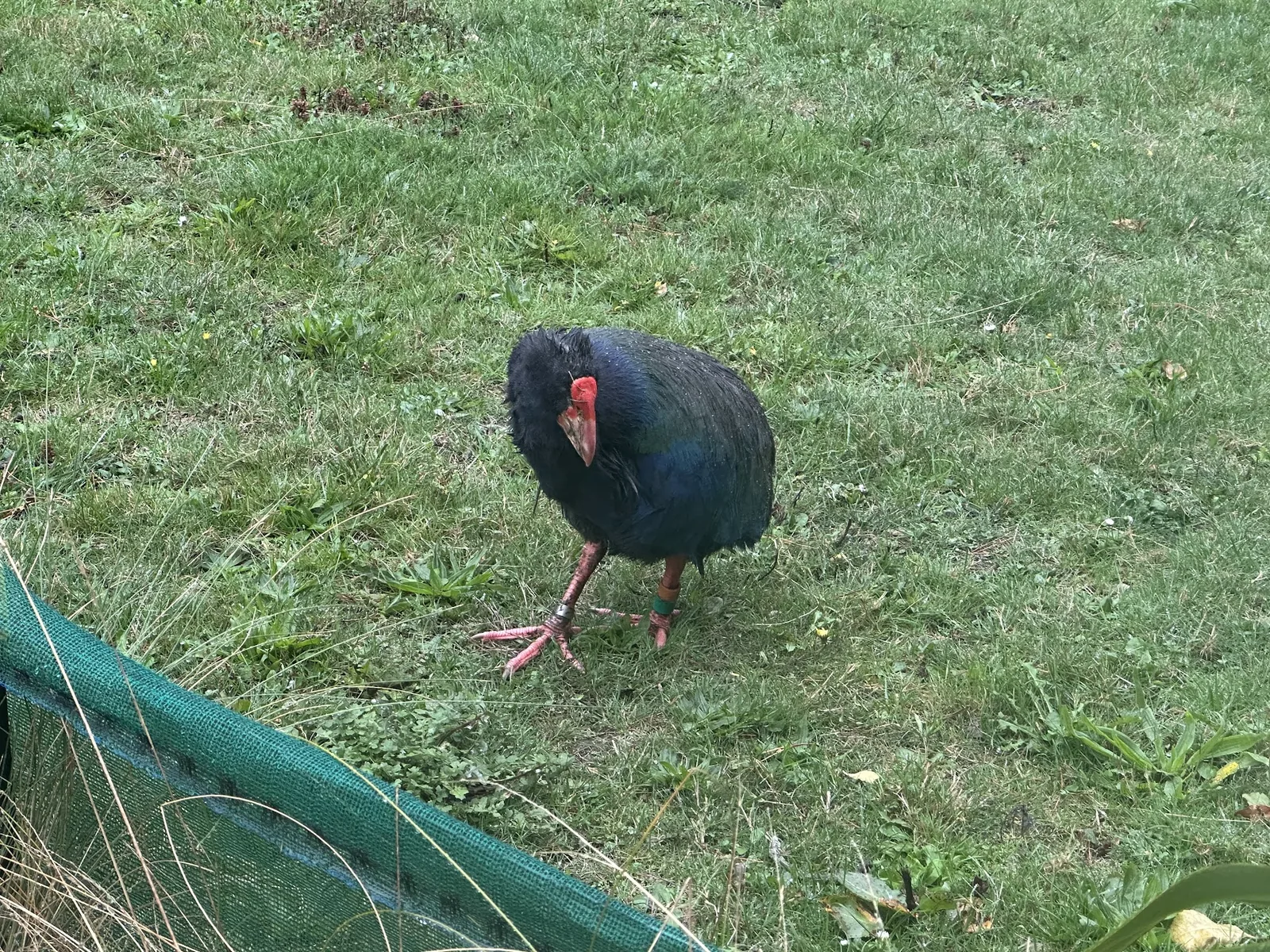 Takahe