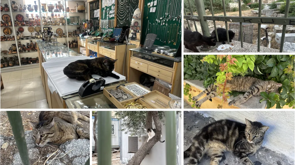 cats