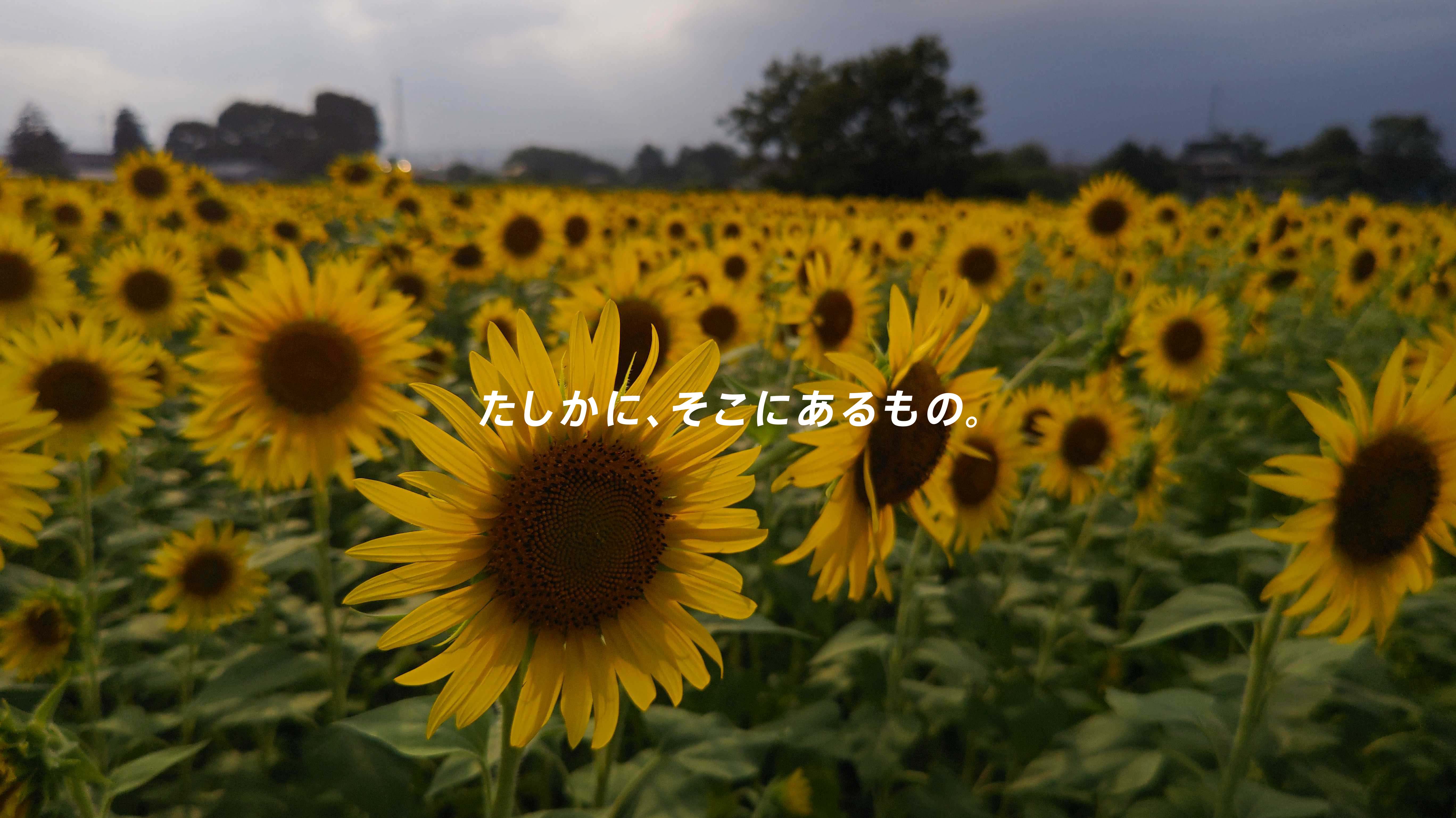 たしかに、そこにあるもの。